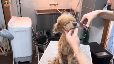 お顔のカット中も協力的な態度