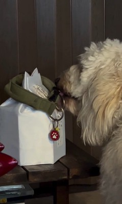 ルークくんをお散歩に誘った時の行動3