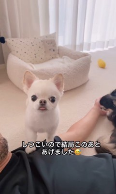 おやつをおねだりするうに君10