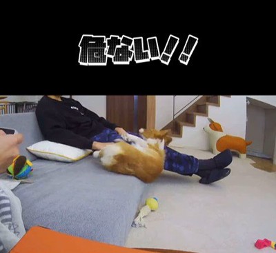 ソファから落ちたモナちゃん4