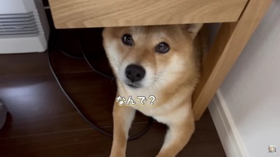 動物病院で注射!