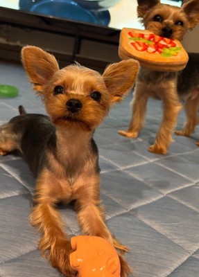 ひんやりカーペットの上で遊ぶ小型犬達
