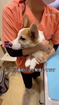 大きな声で鳴く犬