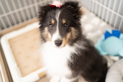 シェルティの子犬、ケージ