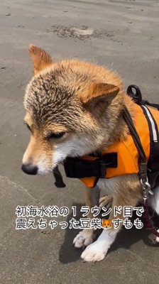 海に入って震える末っ子の柴犬