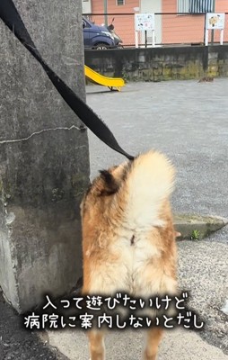 公園のほうを見つめる柴犬