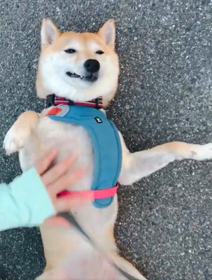 うっとりするはなこちゃん