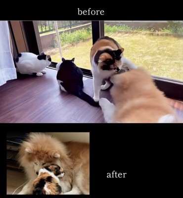 教育的猫パンチ