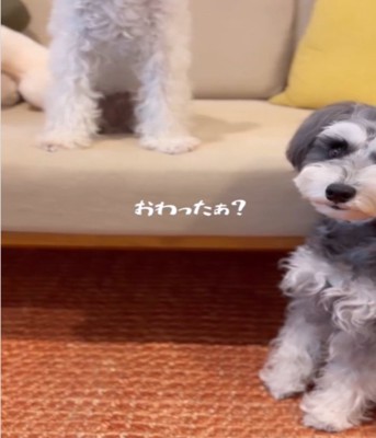 見ているグレーの犬2