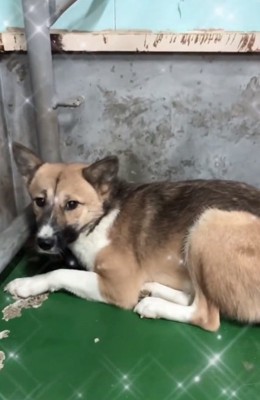 怯えた表情のりりィちゃん