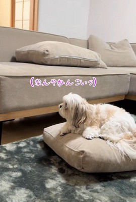 こはくくんは逃亡!?