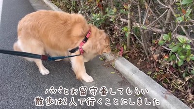 ママとお散歩へ