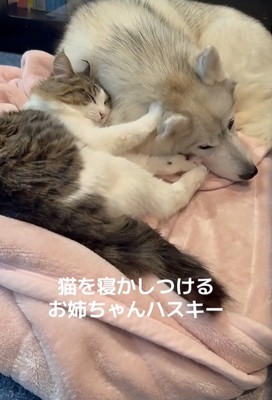 ローズちゃんとロイくんのお昼寝2