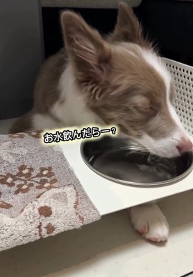 水を飲むピエナちゃん