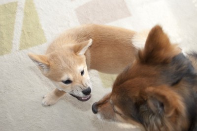 威嚇する子犬