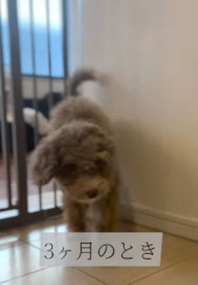 ゲートをすり抜けるマフィンくん4