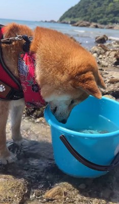 バケツの中の魚に狙いを定めた犬