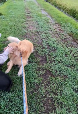 ナデナデしたら…