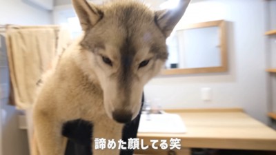 完全に諦めきった表情