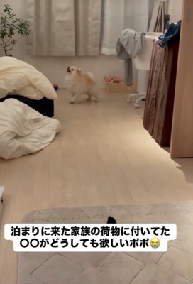 何かを訴えるように鳴いています