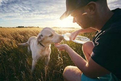 水を飲んでいる犬