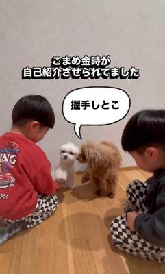 とりあえず握手代わりにお手を披露♪