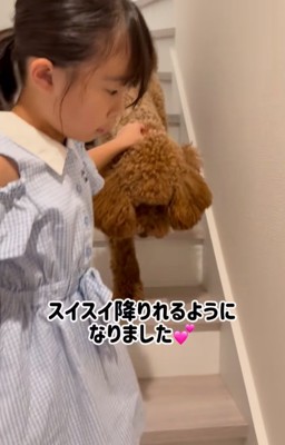 自分で階段を降りる大型犬