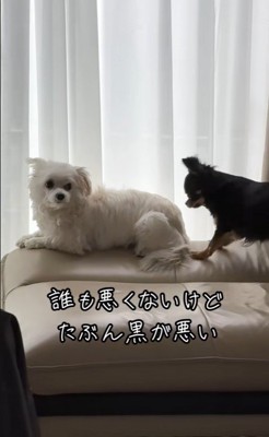 ココちゃんを遊びに誘うランコちゃん2