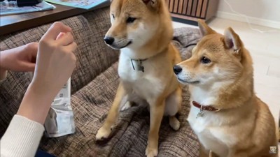 最後はおやつのご褒美♡