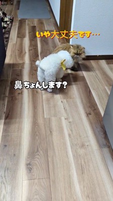 近づいてくる犬を見て後ずさる猫
