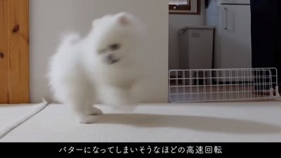 バターになりそうなマヨちゃん