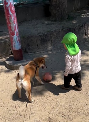ボールで遊ぶ犬と幼児