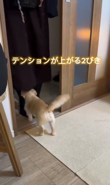 女性の足もとに集まる小型犬