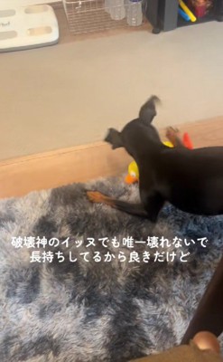 家では負けず劣らずのやんちゃ