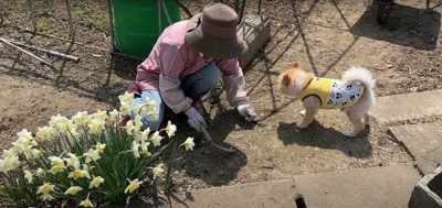 しゃがみ込む飼い主母を正面から見つめる犬