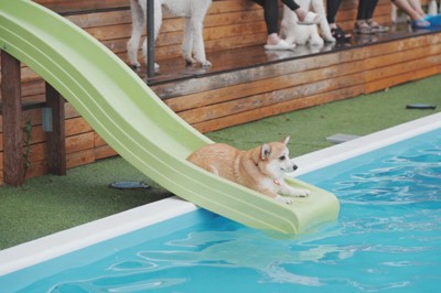 ウォータースライダーに挑戦するコパンちゃん3