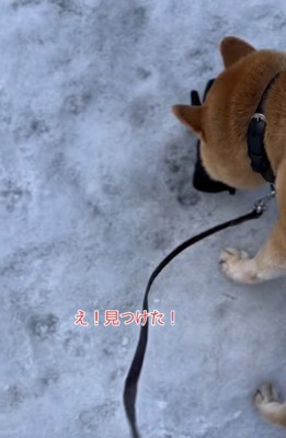 手袋を見つけた朔くん