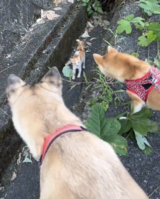 子猫を覗き込む2匹の犬