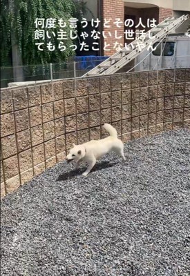 親戚のおじさんを見送るおもちちゃん5