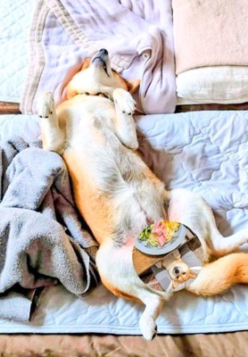 どこでも寝てしまう