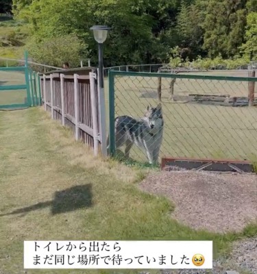 フェンス越しにこちらを見つめる犬
