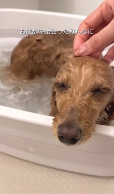 入浴する小型犬