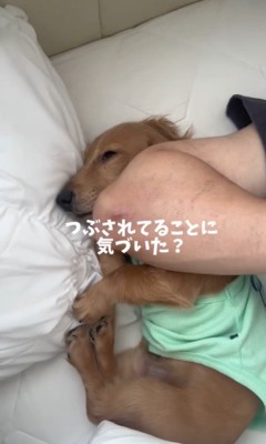 パパに潰されるよよ君4