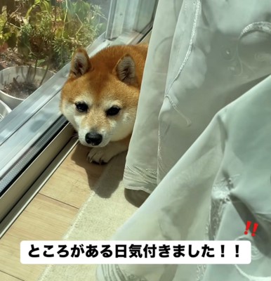 カーテン裏でこちらを見る犬