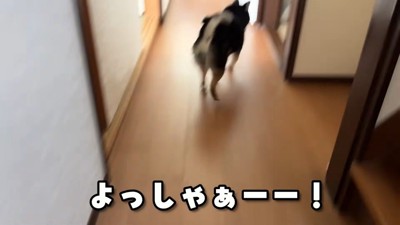 「ピクニックだ~!」と大喜びで玄関へ