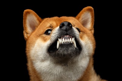 興奮して牙を見せる犬