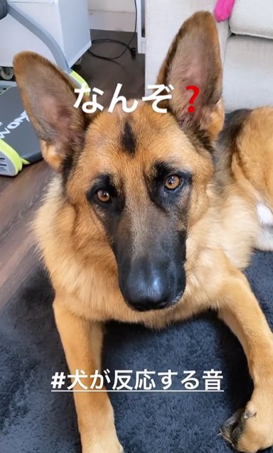 大人のジャーマンシェパードドッグ