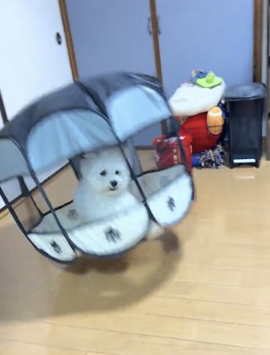 サークルの中にいる犬