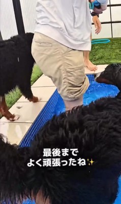 プールで泳ぐ大型犬たちの友情6