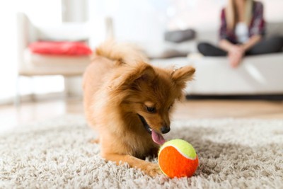 部屋の中でボールで遊ぶ犬